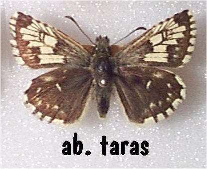 Pyrgus malvae ab. taras, Penhale Camp Dune system, Cornwall, UK 5-21-1994 (Internet Image property of respective owner, non-commercial use only)